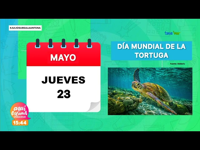 Día mundial de la tortuga