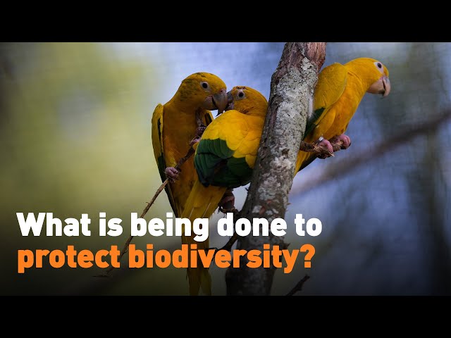 ⁣What is being done to protect biodiversity?