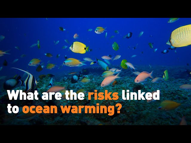 ⁣What are the risks linked to ocean warming?