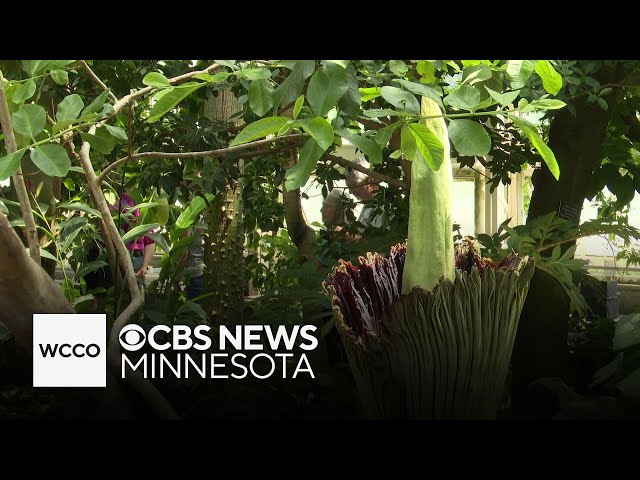 ⁣Rare corpse flower blooms, attracting hundreds to Como Park Zoo