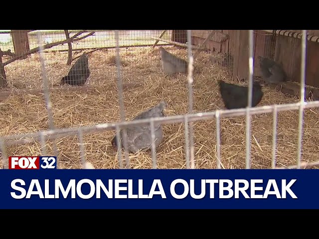 ⁣Salmonella outbreak linked to backyard poultry