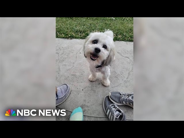 ⁣Residents outraged after police officer shoots, kills small dog