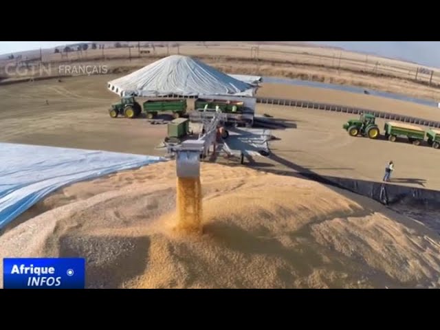 ⁣Afrique du Sud : la production de maïs diminue en raison des conditions météorologiques défavorables
