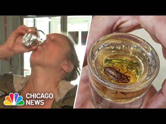 ⁣Cicada-infused SHOTS of Malört served at Chicago-area brewery