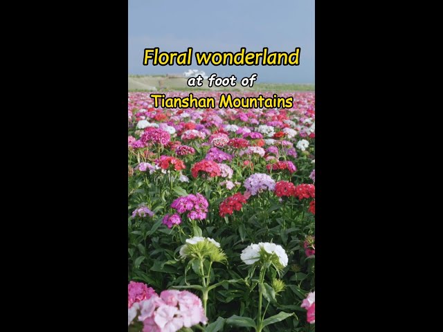 ⁣Floral wonderland at foot of Tianshan Mountains in Xinjiang, China