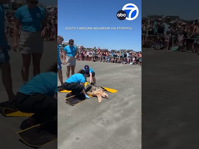 ⁣Rehabbed sea turtles released into ocean