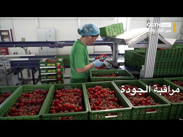 ⁣صين المال والأعمال: نمو الطماطم في عصر الرقمنة