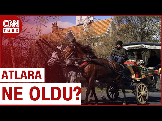 ⁣Adalar'daki Kayıp Atlara Ne Oldu? Binden Fazla At Nerede?