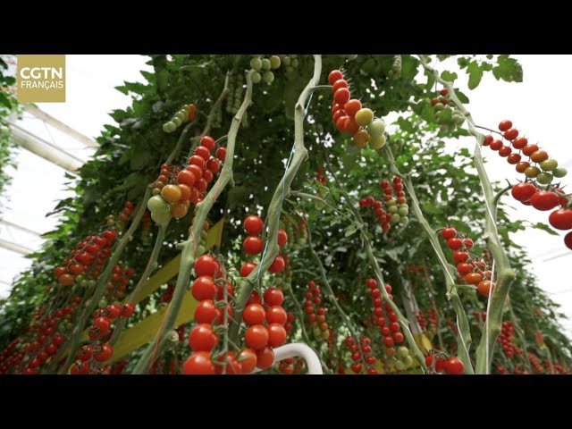 ⁣Les tomates cerises créent une grande industrie