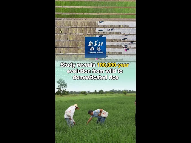 ⁣Xinhua News | Study reveals 100,000-year evolution from wild to domesticated rice