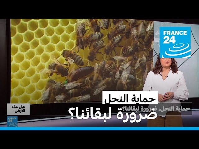 ⁣حماية النحل.. ضرورة لبقائنا؟ • فرانس 24 / FRANCE 24