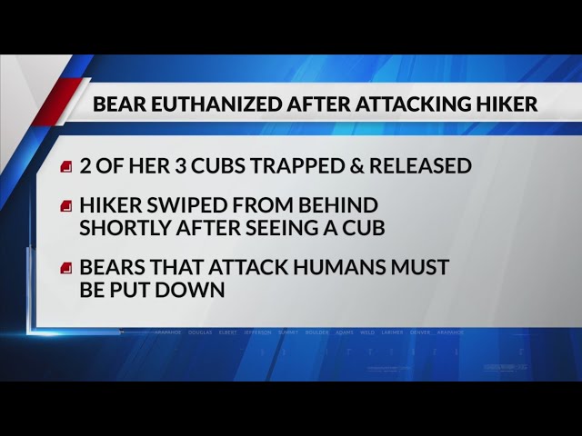⁣Bear euthanized after reported Steamboat Springs attack