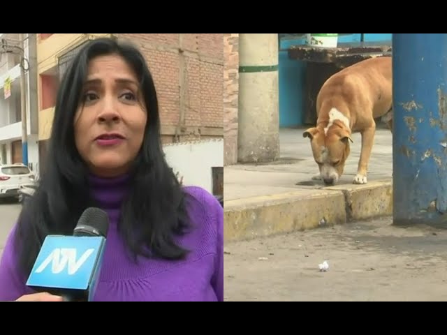 ⁣Independencia: Vecinos preocupados por perrito abandonado que ataca a sus mascotas