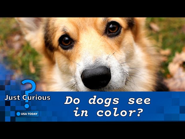 ⁣Do dogs see color? Here's how your pet's sight compares to yours. | USA TODAY