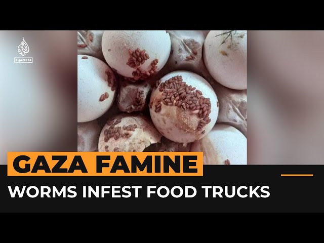 ⁣Worms, insects infest Gaza bound food stuck rotting in Egyptian sun | Al Jazeera Newsfeed
