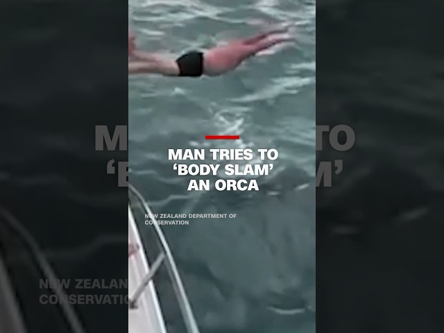 ⁣‘I touched it!’: New Zealand man fined after trying to ‘body slam’ an orca