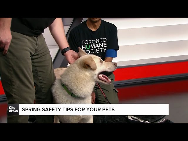 ⁣Tips on keeping pets safe this spring