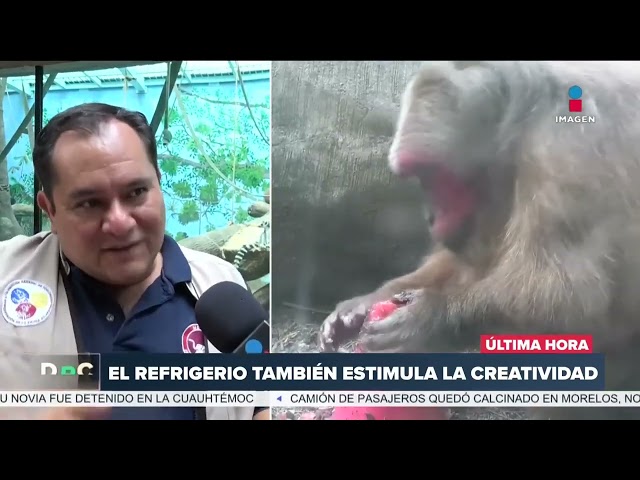 ⁣¡Con paletas de hielo! Animales del Zoológico de Chapultepec se refrescan | DPC con Nacho Lozano