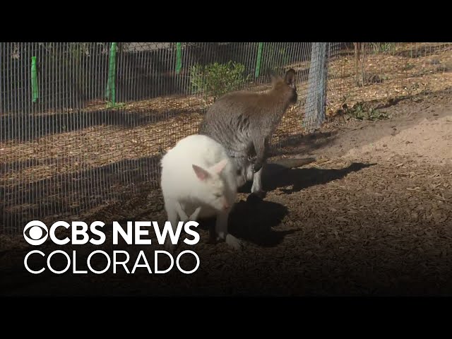 ⁣New Australian habitat "The Down Under" at Denver Zoo exhibit opens