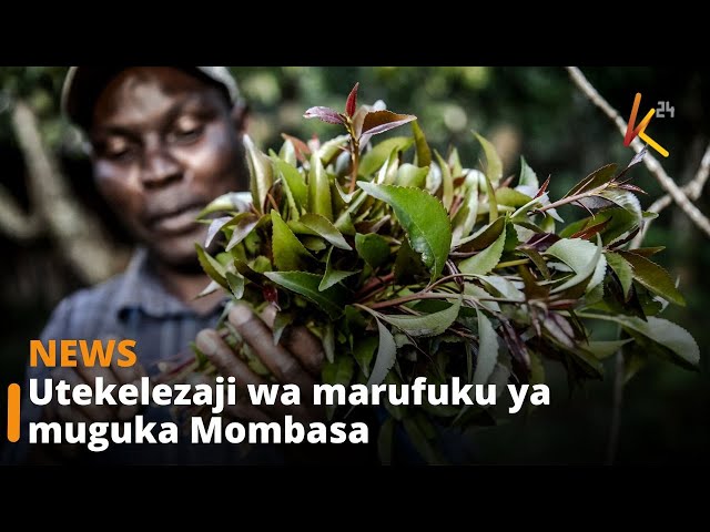 ⁣Utekelezaji wa marufuku ya muguka Mombasa