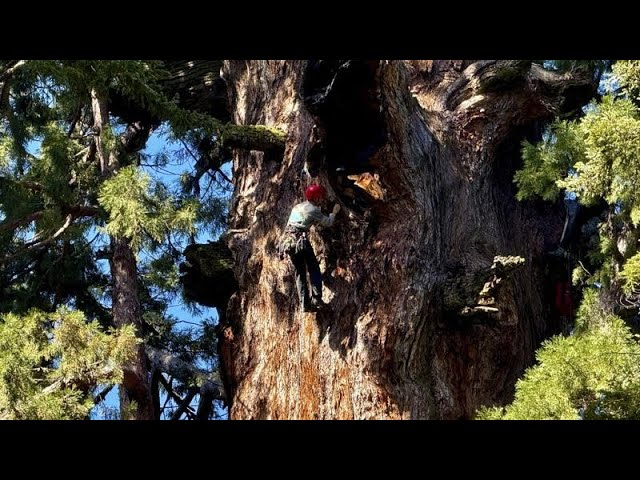 ⁣NO COMMENT: Bilan de santé d'un séquoia géant menacé par le dendroctone du pin ponderosa