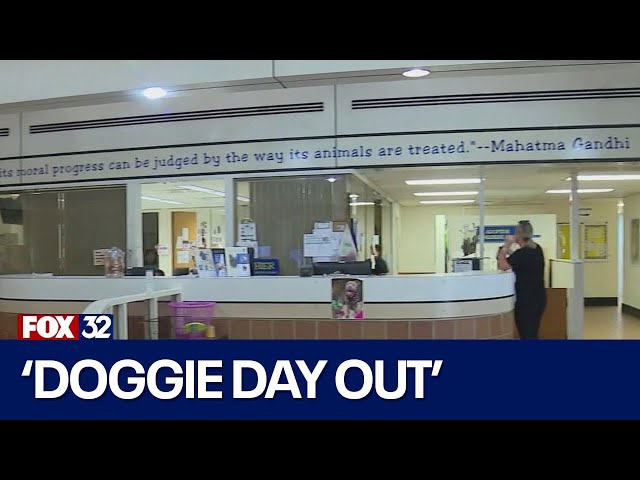 ⁣'Doggie Day Out' now open to the public