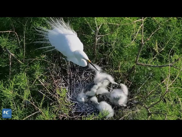 ⁣Thriving wetland in east China becomes haven for egrets