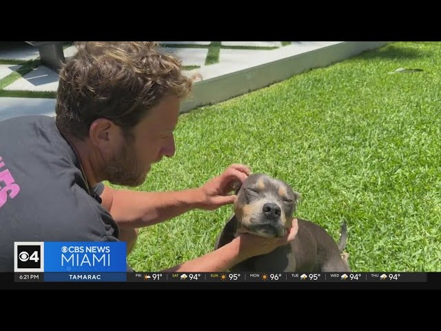 ⁣Barstool Sports founder Dave Portnoy's pitbull raises money for U.S. shelters