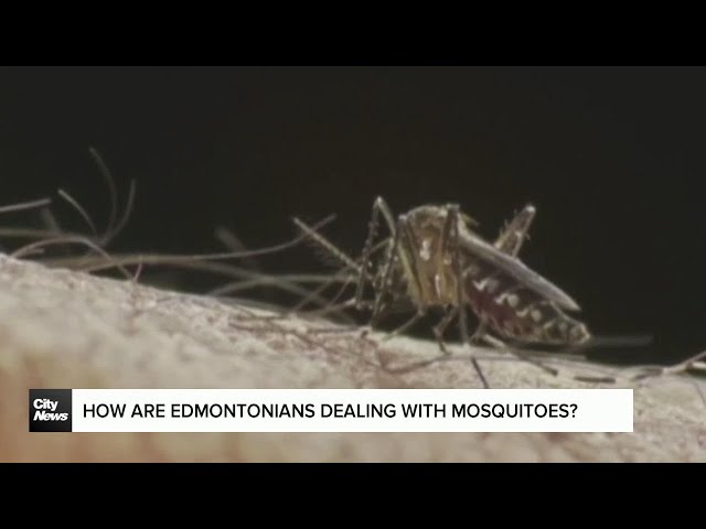 ⁣How are Edmontonians dealing with mosquitoes?