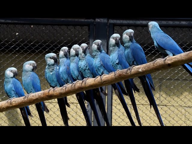 ⁣Researchers effort to save Brazil's Spix Macaw