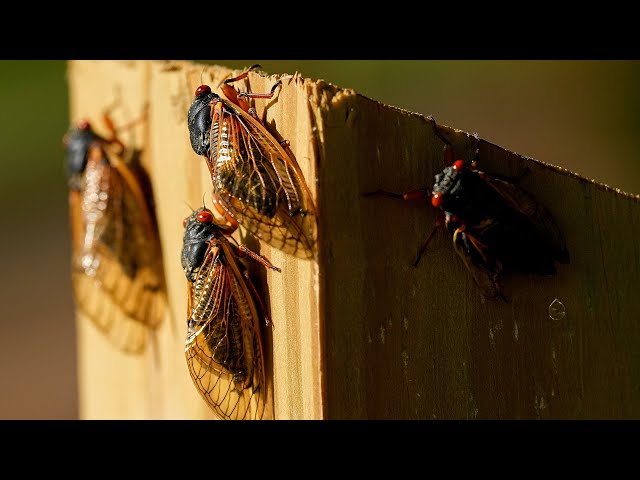 ⁣Historic invasion of cicadas underway across the U.S.