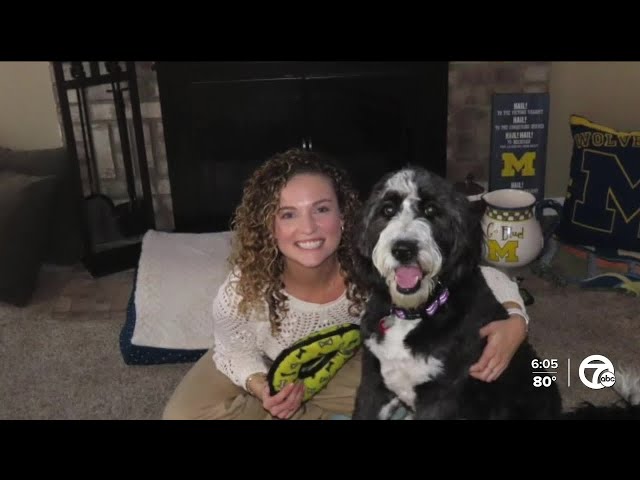⁣Teacher accuses Ann Arbor principal of stealing dog she was encouraged to adopt
