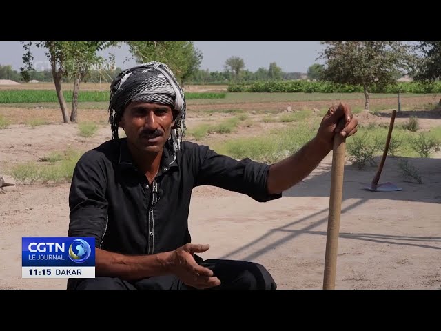 ⁣Le secteur de l'agriculture du Pakistan durement touché par la chaleur extrême