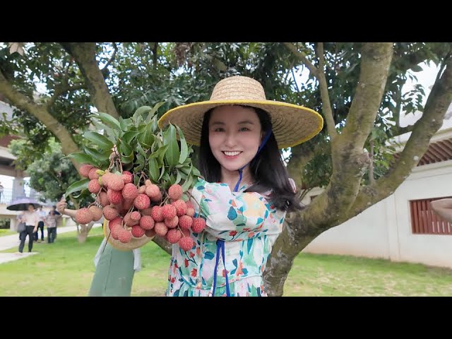 ⁣Live: Explore a millennium-old litchi orchard in south China's Maoming