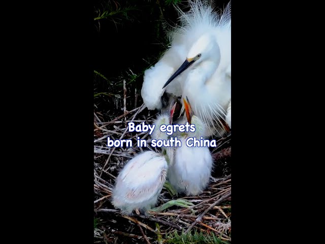 ⁣Baby egrets born in south China