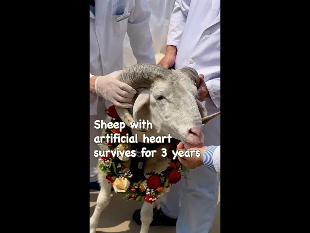⁣Sheep survives for three years with artificial heart