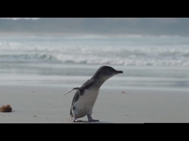 Charity issues plea for thousands of tiny knitted penguin sweaters