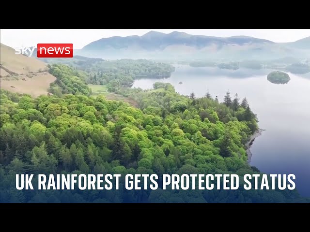 ⁣Borrowdale rainforest in Lake District gets protected status as national nature reserve