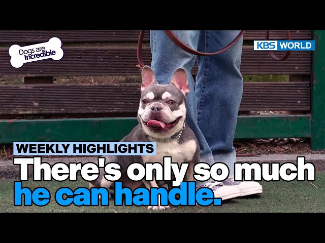 ⁣[Weekly Highlights] There's only so much he can handle. [Dogs Are Incredible] | KBS WORLD TV 24