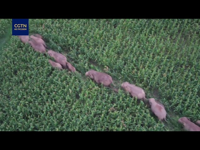 ⁣Дикие слоны гуляют по провинции Юньнань