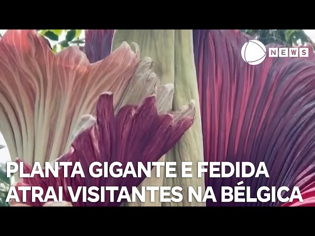 ⁣Planta gigante e fedida atrai visitantes na Bélgica