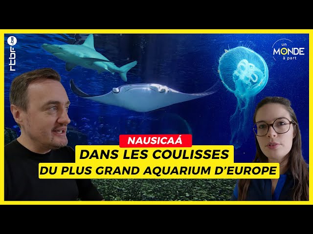 ⁣Nausicaa : dans les coulisses du plus grand aquarium d'Europe - Un Monde à part