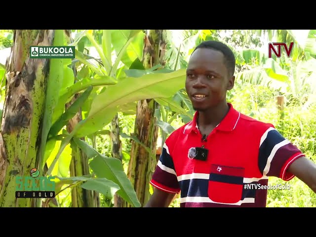 ⁣How to profit from the different varieties of bananas in Uganda | SEEDS OF GOLD