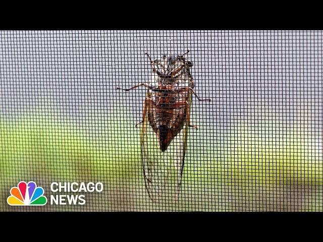 ⁣How to PROTECT your home from CICADAS!