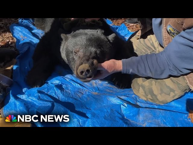 ⁣Man seriously injured by grizzly bear protecting her cub in Wyoming