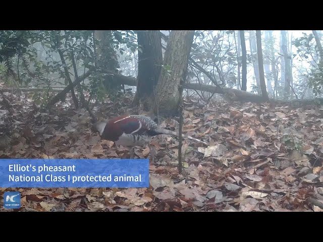⁣Footage shows wild animals in central China nature reserve