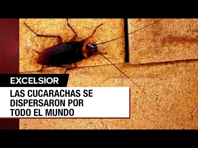 ⁣¿Qué es una "súper cucaracha" y cómo eliminarla?