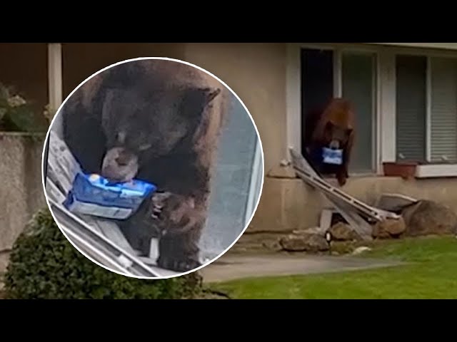 ⁣Bear breaks into Monrovia home and leaves with only one item: a pack of Oreos