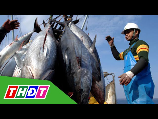 ⁣Xuất khẩu cá ngừ tiếp tục ghi nhận nhiều tín hiệu tích cực | THDT
