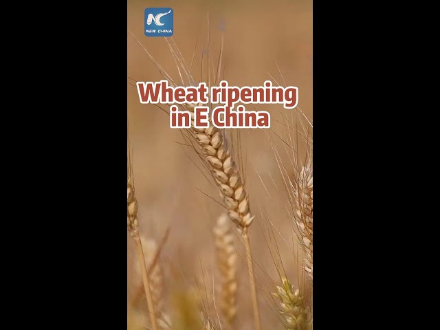 ⁣Wheat ripening in China's Huai'an